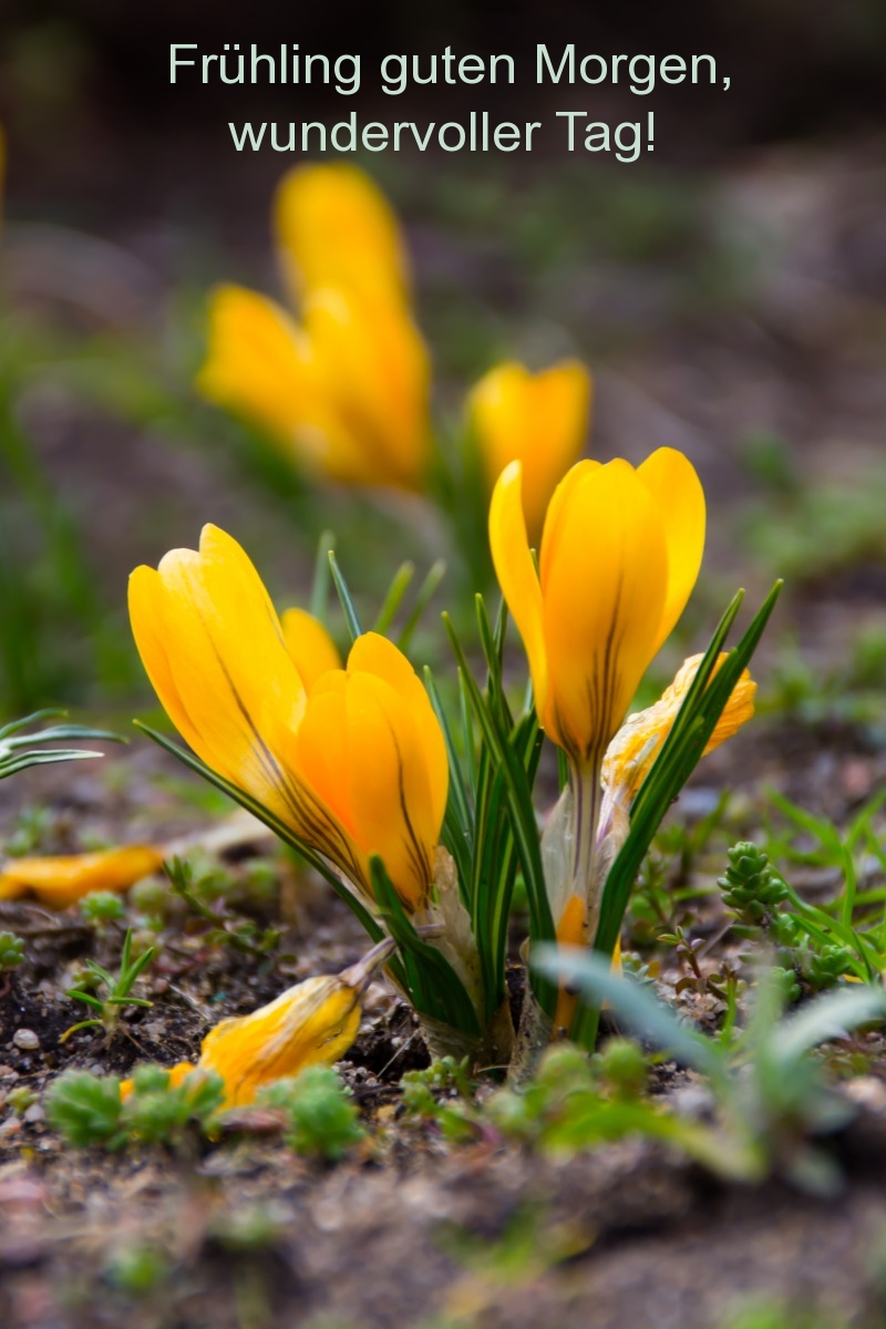 Frühling guten Morgen, wundervoller Tag!