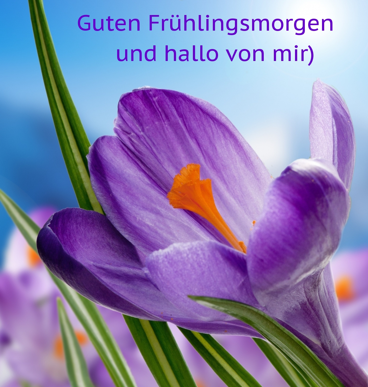 Guten Frühlingsmorgen und hallo von mir)