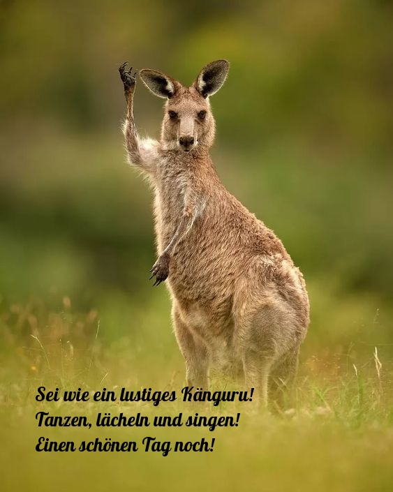 Sei wie ein lustiges Känguru! Tanzen, lächeln und singen! 
